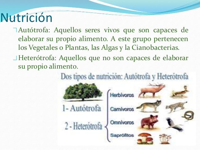 Reino fungi.plantae los 5 reinos