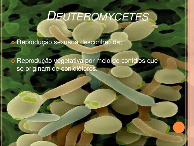 Reino fungi