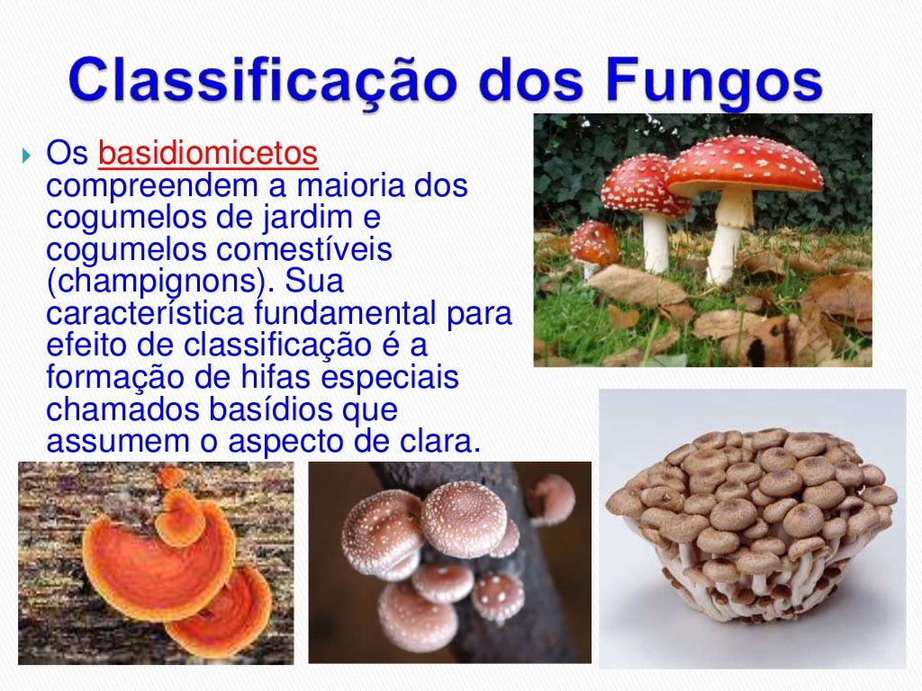 Cite Dois Exemplos De Representantes Do Reino Fungi