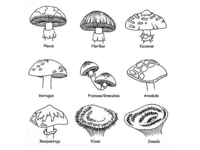 Reino fungi