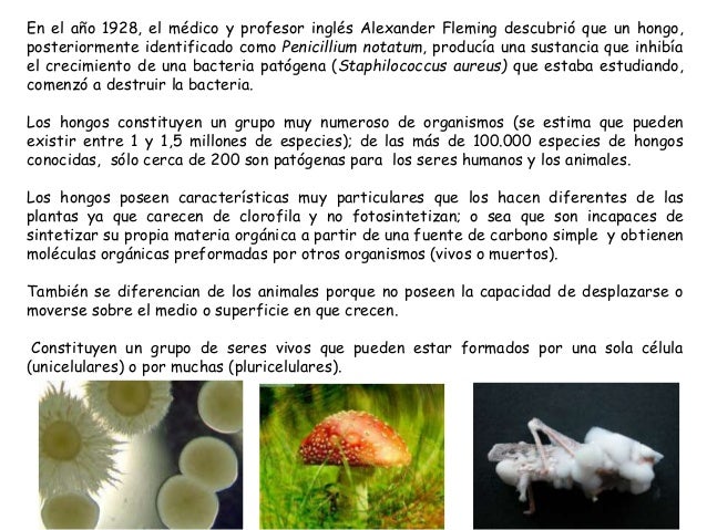 Reino Fungi