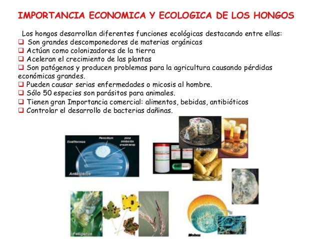 Reino fungi