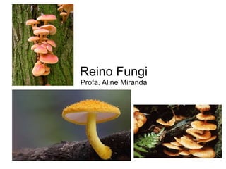 Reino Fungi
Profa. Aline Miranda
 