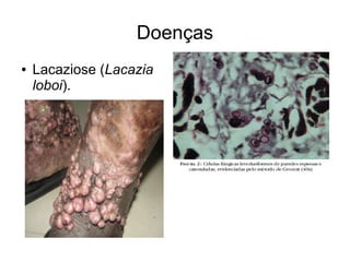 Doenças
● Lacaziose (Lacazia
loboi).
 