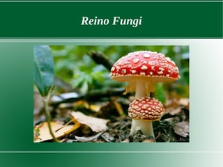 Reino Fungi
 