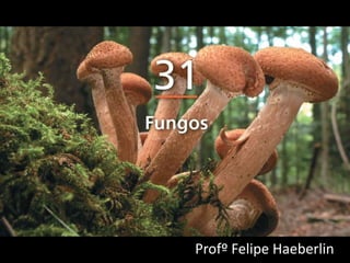 Reino Fungi
Profº Felipe Haeberlin
 