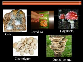 Bolor
Levedura Cogumelo
Champignon Orelha-de-pau
 