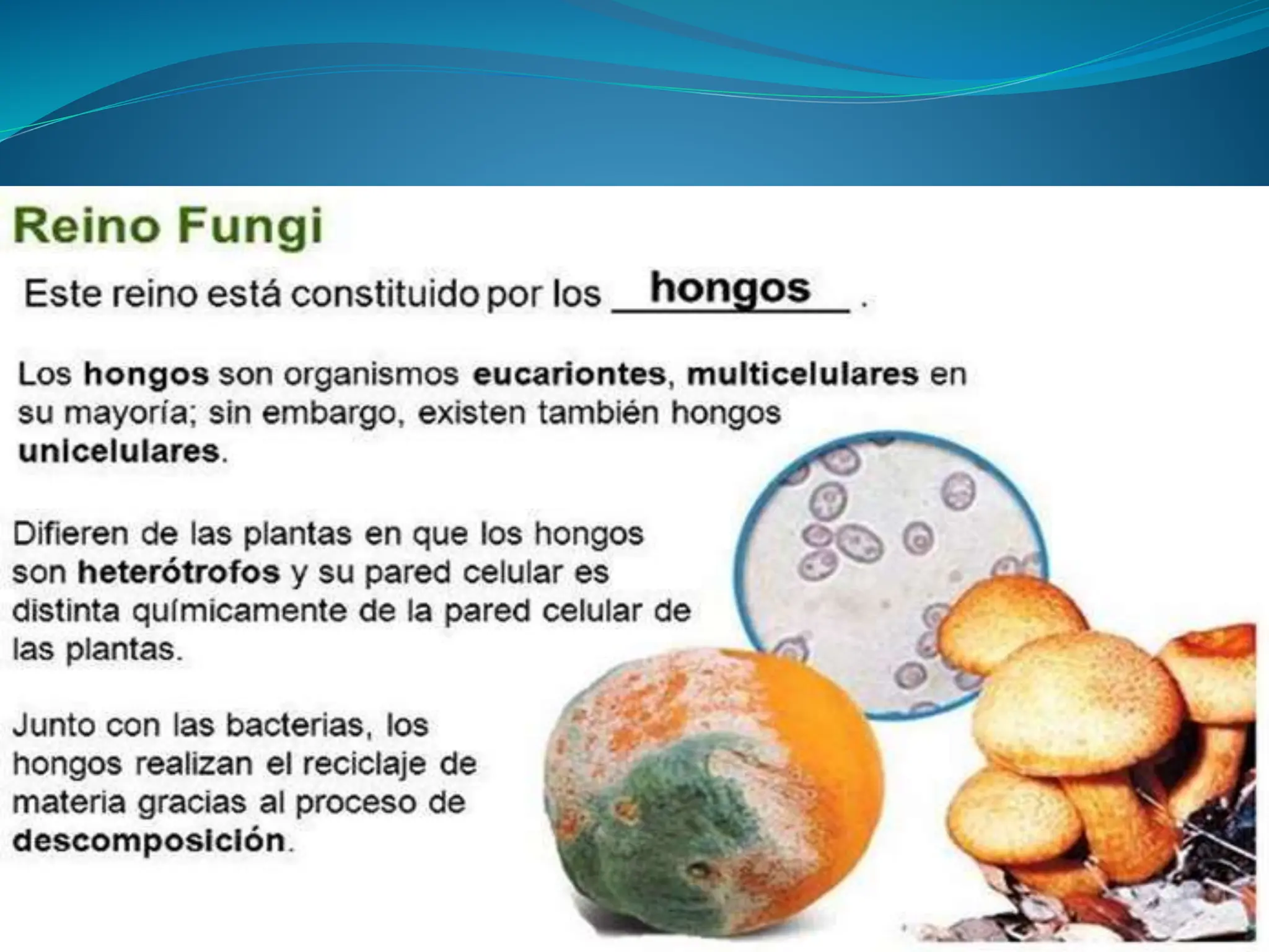 REINO FUNGI.pptx CIEY TECNOLOG ZJKLJ>n,NZ,MZN KZ<N<Z.LzmknkbjvhjgkjIA | PPTX