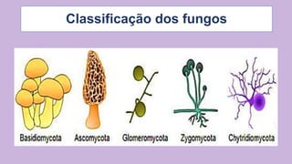 REINO FUNGI - Características, classificação, importância e reprodução ...