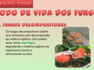 Reino FungiModo de vida dos fungos1. Fungos decompositoresOs fungos decompositores obtêm seus alimentos pela decomposição da matéria orgânica. Eles podem atuar como saprófagos, degradando a matéria orgânica de organismos mortos e alimentando-se dela. 