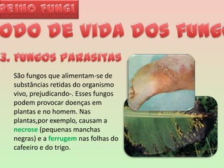 Reino FungiModo de vida dos fungos3. Fungos parasitasSão fungos que alimentam-se de substâncias retidas do organismo vivo, prejudicando-. Esses fungos podem provocar doenças em plantas e no homem. Nas plantas,por exemplo, causam a necrose (pequenas manchas negras) e a ferrugem nas folhas do cafeeiro e do trigo. 
