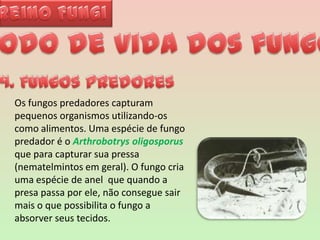 Reino FungiModo de vida dos fungos4. Fungos predoresOs fungos predadores capturam pequenos organismos utilizando-os como alimentos. Uma espécie de fungo predador é o Arthrobotrysoligosporusque para capturar sua pressa (nematelmintos em geral). O fungo cria uma espécie de anel  que quando a presa passa por ele, não consegue sair mais o que possibilita o fungo a absorver seus tecidos. 