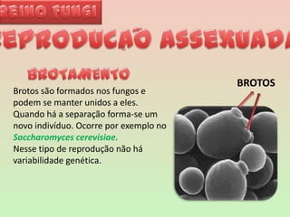 Reino Fungi~Reproducao assexuada ~BROTAMENTOBROTOSBrotos são formados nos fungos e podem se manter unidos a eles. Quando há a separação forma-se um novo indivíduo. Ocorre por exemplo noSaccharomycescerevisiae.Nesse tipo de reprodução não há variabilidade genética.  