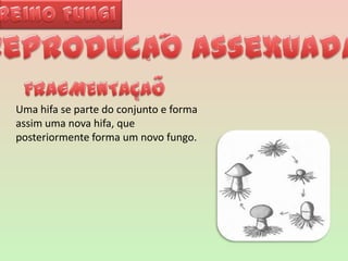 Reino Fungi~Reproducao assexuada ~~FRAGMENTACAO~Uma hifa se parte do conjunto e forma assim uma nova hifa, que posteriormente forma um novo fungo.  