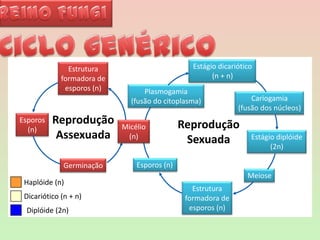 Reino FungiHaplóide (n)Dicariótico (n + n)Diplóide (2n)Ciclo genérico  Estágio dicariótico(n + n)Estruturaformadora deesporos (n)Plasmogamia(fusão do citoplasma)Cariogamia(fusão dos núcleos)ReproduçãoAssexuadaEsporos(n)ReproduçãoSexuadaMicélio(n)Estágio diplóide(2n)Esporos (n)GerminaçãoMeioseEstruturaformadora deesporos (n)