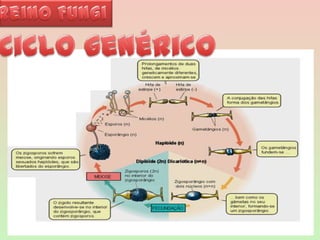 Reino FungiCiclo genérico  