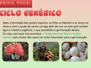 Reino FungiCiclo genérico  Após a formação dos quatro esporos, as hifas os liberam e os lança no meio e com a ajuda do vento carrega afim de cair no solo que contém água e matéria orgânica, o que possibilita a germinação destes. Ou seja, para que isso aconteça, o fungo tem que liberar muitos esporos pois muito não caem em solos favoráveis para a germinação. 