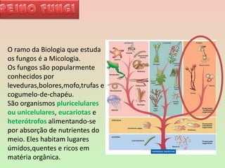 Reino FungiO ramo da Biologia que estuda os fungos é a Micologia. Os fungos são popularmente conhecidos por leveduras,bolores,mofo,trufas e cogumelo-de-chapéu.São organismos pluricelulares ou unicelulares, eucariotas e heterótrofos alimentando-se por absorção de nutrientes do meio. Eles habitam lugares úmidos,quentes e ricos em matéria orgânica. 