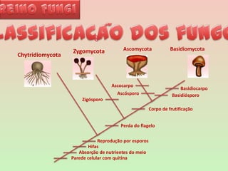 Reino FungiAscocarpoBasidiocarpoAscósporoBasidiósporoZigósporoCorpo de frutificaçãoPerda do flageloReprodução por esporosHifasAbsorção de nutrientes do meioParede celular com quitina~Classificacao dos fungos~AscomycotaBasidiomycotaZygomycotaChytridiomycota