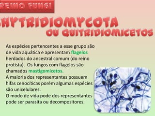 Reino FungiChytridiomycotaou QuitridiomicetosAs espécies pertencentes a esse grupo são de vida aquática e apresentam flagelos herdados do ancestral comum (do reino protista).  Os fungos com flagelos são chamados mastigomicetos.A maioria dos representantes possuem hifas cenocíticas porém algumas espécies são unicelulares.  O modo de vida pode dos representantes pode ser parasita ou decompositores. 