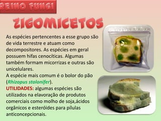 Reino FungiZigomicetosAs espécies pertencentes a esse grupo são de vida terrestre e atuam como decompositores. As espécies em geral possuem hifas cenocíticas. Algumas também formam micorrizas e outras são unicelulares. A espécie mais comum é o bolor do pão (Rhizopusstolonifer).UTILIDADES: algumas espécies são utilizados na elavoração de produtos comerciais como molho de soja,ácidos orgânicos e esteróides para pílulas anticoncepcionais. 