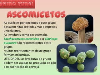 Reino FungiAscomicetosAs espécies pertencentes a esse grupo possuem hifas septadas mas a espécies unicelulares. As leveduras como por exemplo, Saccharomycescerevisiaee o Clavicepspurpurea são representantes deste grupo.Muitos representantes deste grupo formam micorrizas.  UTILIDADES: as leveduras do grupo podem ser usadas na produção de pão e na fabricação de cerveja