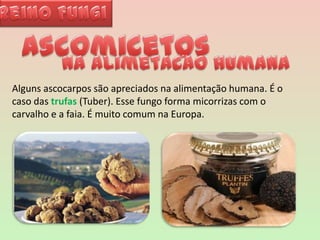 Reino FungiAscomicetos~na alimetacao humana~Alguns ascocarpos são apreciados na alimentação humana. É o caso das trufas (Tuber). Esse fungo forma micorrizas com o carvalho e a faia. É muito comum na Europa. 