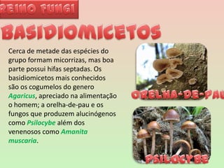 Reino FungiBasidiomicetosCerca de metade das espécies do grupo formam micorrizas, mas boa parte possui hifas septadas. Os basidiomicetos mais conhecidos são os cogumelos do generoAgaricus, apreciado na alimentação o homem; a orelha-de-pau e os fungos que produzem alucinógenos como Psilocybe além dos venenosos como Amanita muscaria. Orelha-de-pauPsilocybe