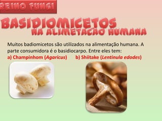 Reino FungiBasidiomicetos~na alimetacao humana~Muitos badiomicetos são utilizados na alimentação humana. A parte consumidora é o basidiocarpo. Entre eles tem:a) Champinhom (Agaricus)       b) Shiitake (Lentinulaedodes)