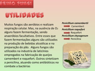 Reino FungiUtilidadesPenicilliumcamembertiiCamembertPenicillium roquefortRoquefortPenicilliumchysogenumPenicilinaMuitos fungos são aeróbios e realizam respiração celular. Mas, na ausência de O2 alguns fazem fermentação, sendo anaeróbios facultativos. Entre esses que fazem fermentações alguns são utilizados na produção de bebidas alcoólicas e na preparação do pão.  Alguns fungos são utilizados na industria de laticínios empregados na fabricação de queijos camembert e roquefort. Outros sintetizam a penicilina, atuando como antibióticos no combate a bactérias