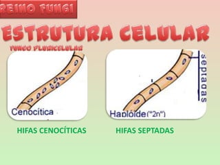 Reino FungiEstrutura celularFUNGO PLURICELULARHIFAS CENOCÍTICASHIFAS SEPTADAS
