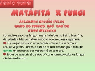 Reino FungiMatáfita  x Fungi~ÃALGUMAS RAZOES PELAS QUAIS OS FUNGOS  NAOSAO DOREINO METAFITA~~´Por muitos anos, os fungos foram incluídos no Reino Metáfita, das plantas. Mas por alguns motivos ocorreu essa separação:     Os fungos possuem uma parede celular assim como as células vegetais. Porém, a parede celular dos fungos é feita de quitina enquanto as dos vegetais é de celulose.    Todos os vegetais são autotróficos enquanto todos os fungos são heterotróficos.  
