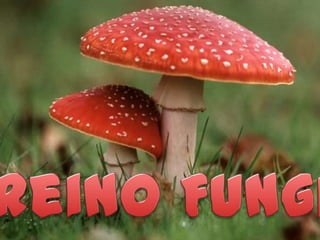Reino Fungi 