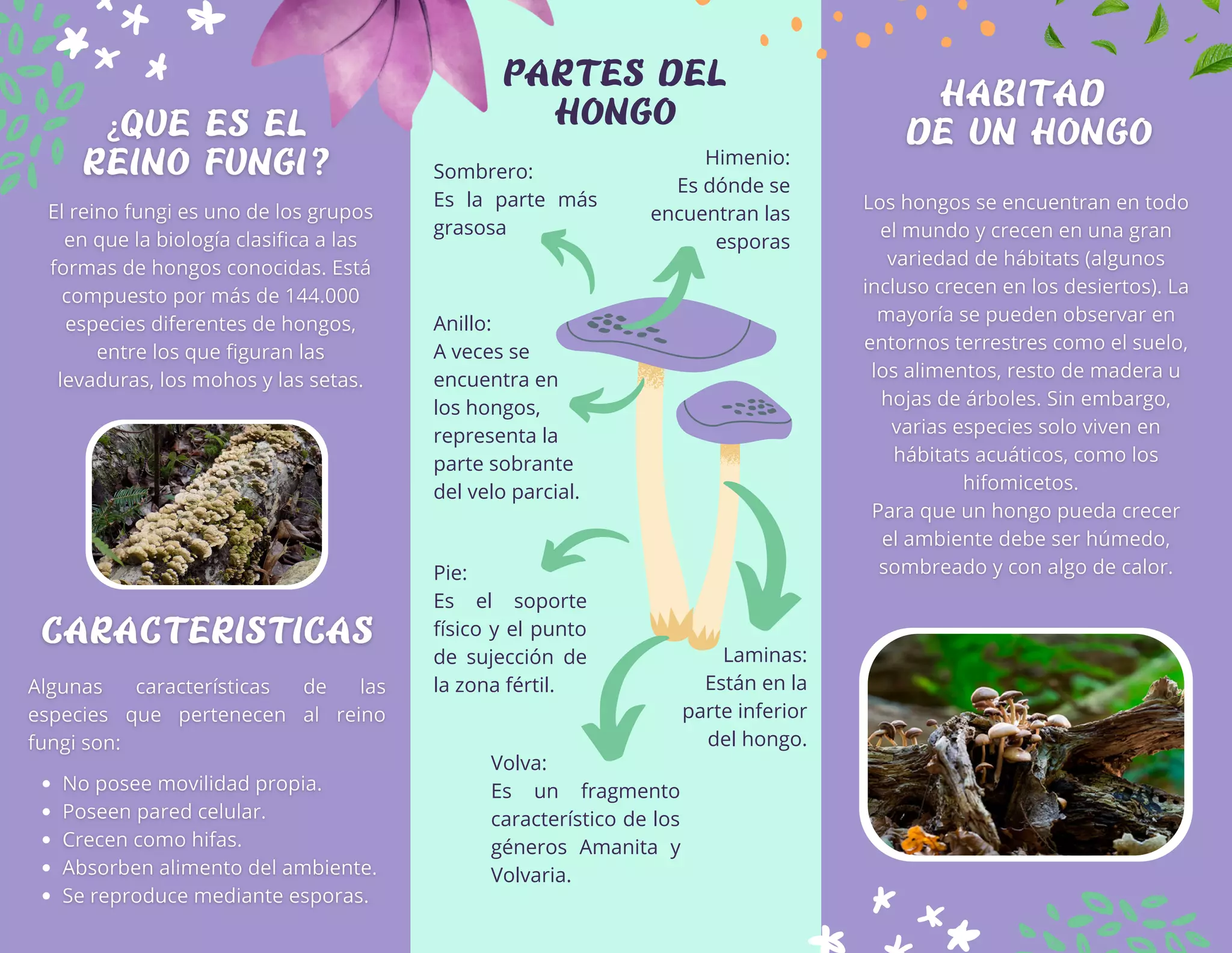 Reino fungi triptico pdf | PDF