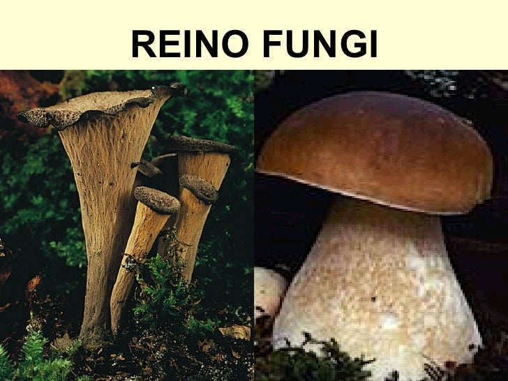 Terkini Como Se Llama El Profesional Que Estudia El Reino Fungi