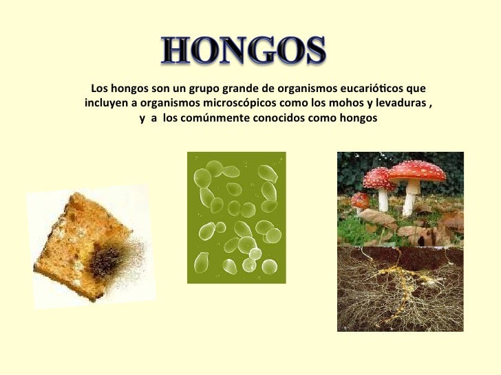 Si ekzoderil es posible a la eccema