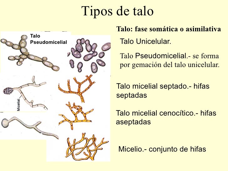 Reino fungi generalidades
