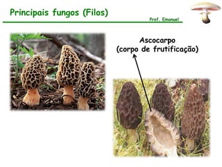Principais fungos (Filos)
                                     Prof. Emanuel



                                  Ascocarpo
                            (corpo de frutificação)
 