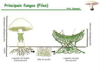 Principais fungos (Filos)
                            Prof. Emanuel
 