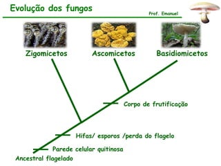 Evolução dos fungos                             Prof. Emanuel




    Zigomicetos             Ascomicetos            Basidiomicetos




                                        Corpo de frutificação




                       Hifas/ esporos /perda do flagelo

             Parede celular quitinosa
 Ancestral flagelado
 