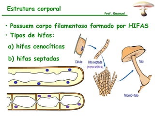Estrutura corporal
                               Prof. Emanuel



• Possuem corpo filamentoso formado por HIFAS
• Tipos de hifas:
a) hifas cenocíticas

 b) hifas septadas
 