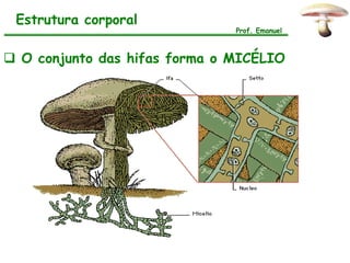 Estrutura corporal
                               Prof. Emanuel



 O conjunto das hifas forma o MICÉLIO
 