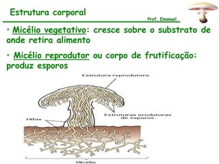 Estrutura corporal
                                  Prof. Emanuel

• Micélio vegetativo: cresce sobre o substrato de
onde retira alimento
• Micélio reprodutor ou corpo de frutificação:
produz esporos
 