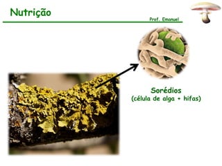 Nutrição
                 Prof. Emanuel




                 Sorédios
           (célula de alga + hifas)
 