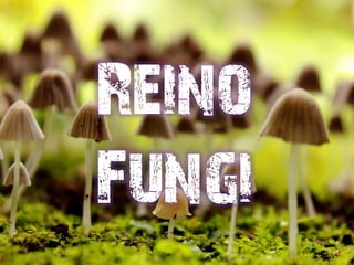 Reino
Fungi

 