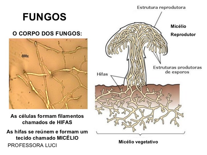 Reino Fungi