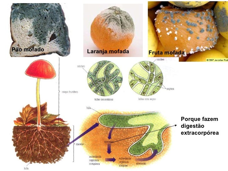 Cite Dois Exemplos De Representantes Do Reino Fungi