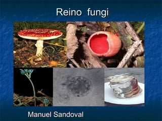 Reino fungi




Manuel Sandoval
 