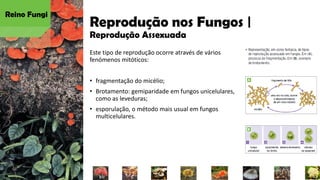 Reprodução nos Fungos |
Reprodução Assexuada
Este tipo de reprodução ocorre através de vários
fenómenos mitóticos:
• fragmentação do micélio;
• Brotamento: gemiparidade em fungos unicelulares,
como as leveduras;
• esporulação, o método mais usual em fungos
multicelulares.
Reino Fungi
 