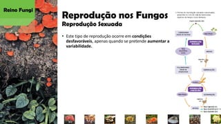 Reprodução nos Fungos
Reprodução Sexuada
• Este tipo de reprodução ocorre em condições
desfavoráveis, apenas quando se pretende aumentar a
variabilidade.
Reino Fungi
 
